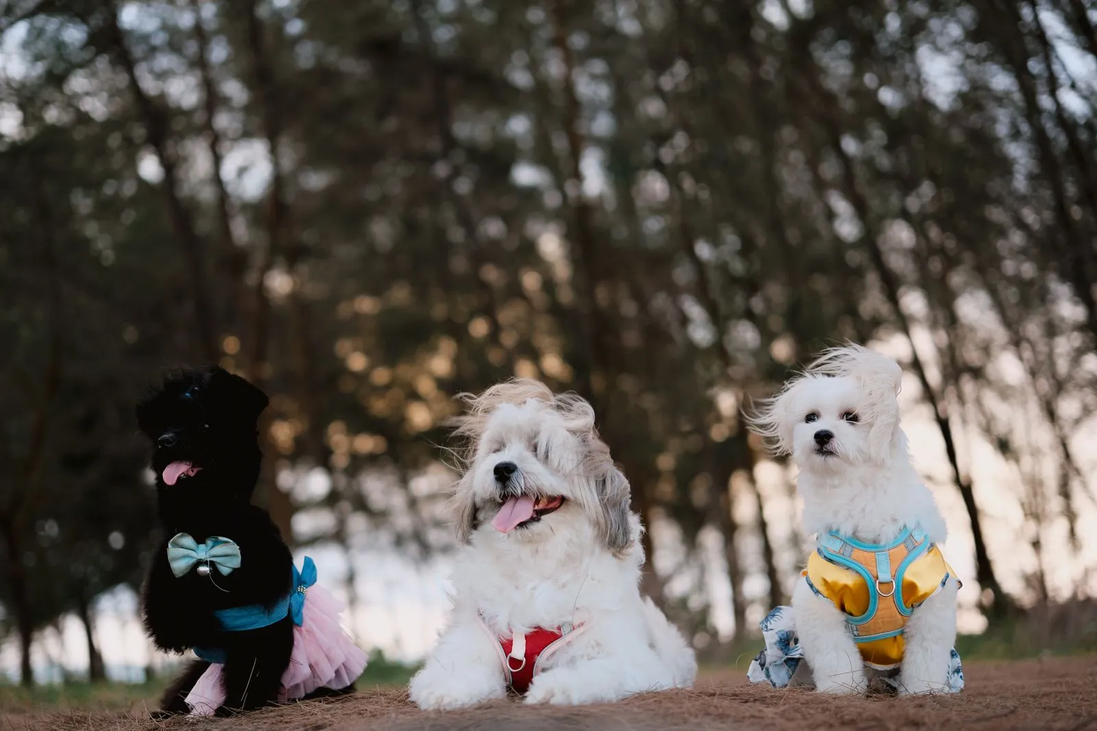 How Much Exercise Does Your Dog Need?